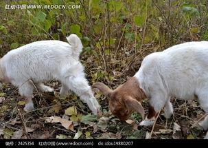 吃蜜瓜的小羊图片,小羊品尝蜜瓜的欢乐时光