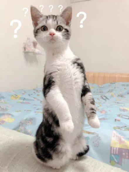 猫咪可以吃洋瓜吗,洋瓜在猫咪饮食中的适宜性解析