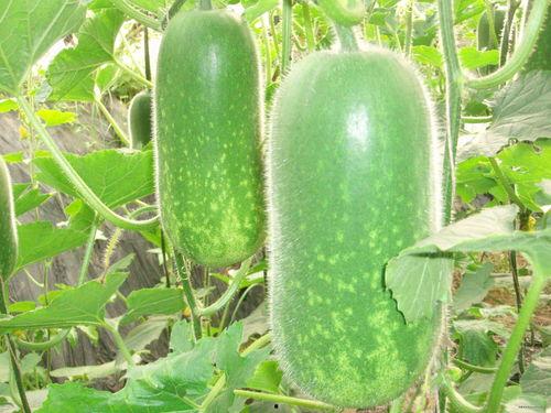 彩虹吃瓜视频大全,盘点全网热门视频大全