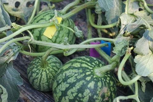 朱雀在桥边吃瓜,夏日闲情话古今