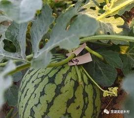 国产吃瓜福利,揭秘热门剧集幕后故事